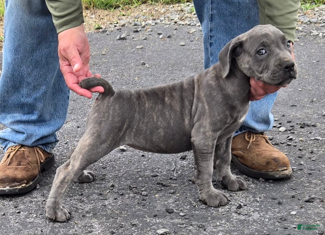 Cane Corso dogs for sale: Cane Corso 4 puppies - Image 12