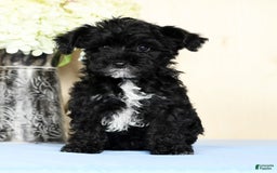 Yorkiepoo dogs for sale: Teddy - Image 7