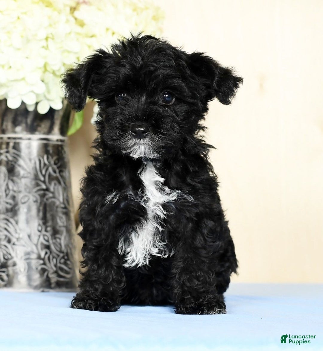 Yorkiepoo dogs for sale: Teddy - Image 7