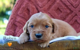 Golden Retriever dogs for sale: Robyn - Image 8