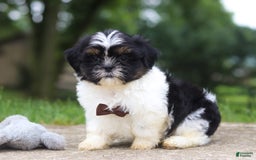 Shih Tzu dogs for sale: Zeke - Image 7