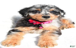 Mini Aussiedoodle dogs for sale: Ellia - Image 2