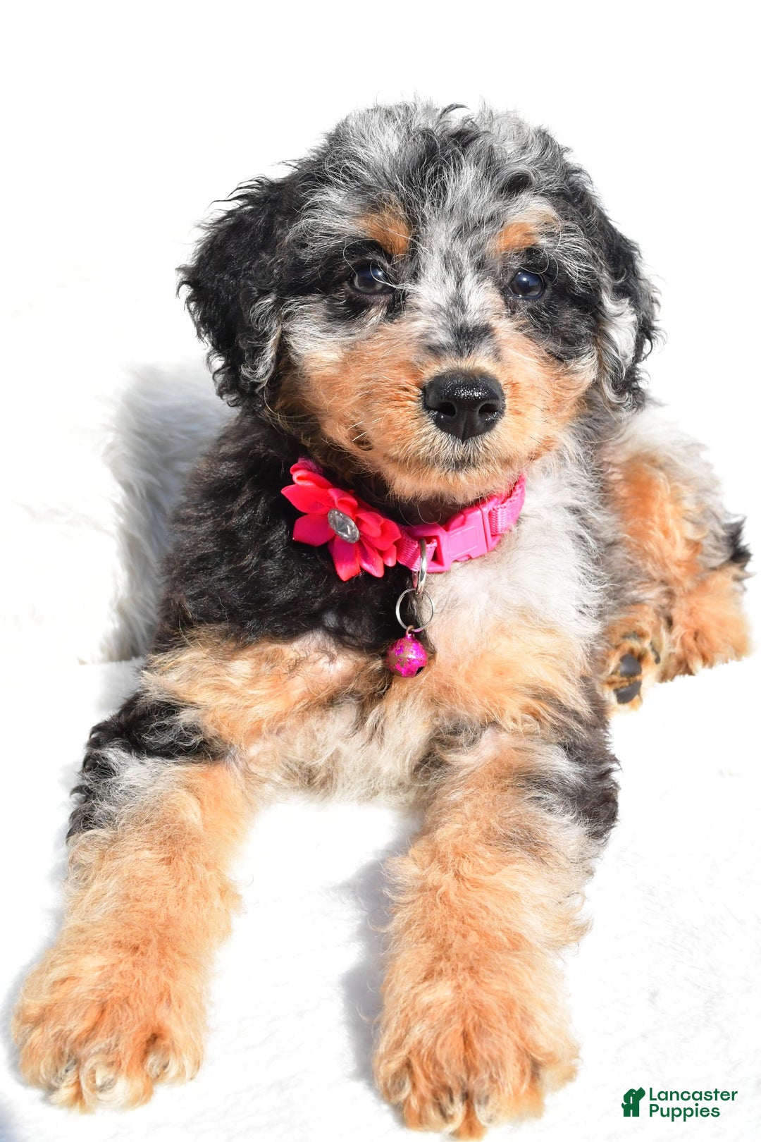 Mini Aussiedoodle dogs for sale: Ellia - Image 2