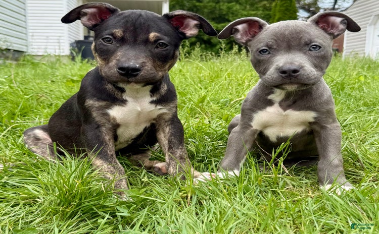American Bully dogs for sale - Ad 2