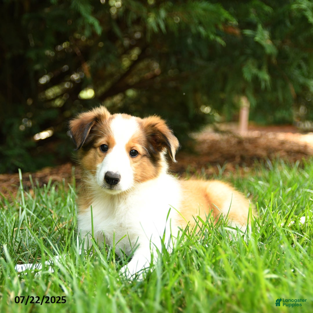 Shetland Sheepdog dogs for sale: Lana - Image 2