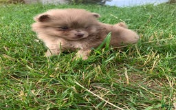 Pomeranian dogs for sale: Merle - Image 2