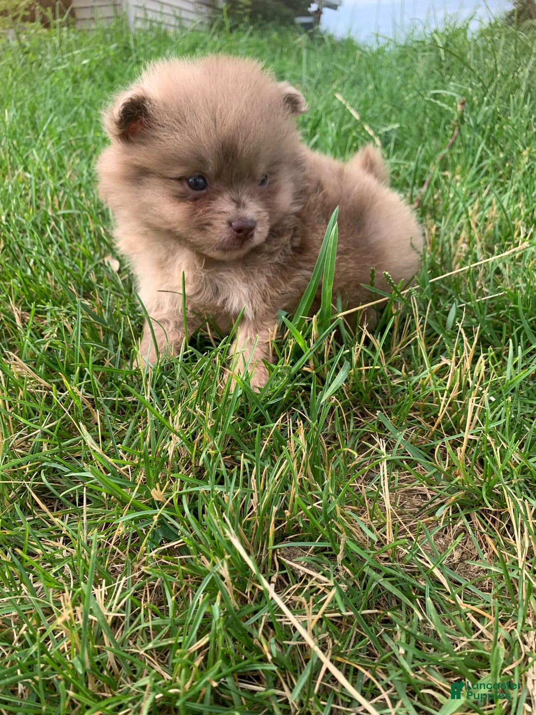 Pomeranian dogs for sale: Merle - Image 2
