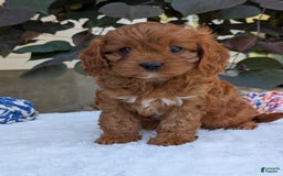Cavapoo dogs for sale: Darla - Image 4