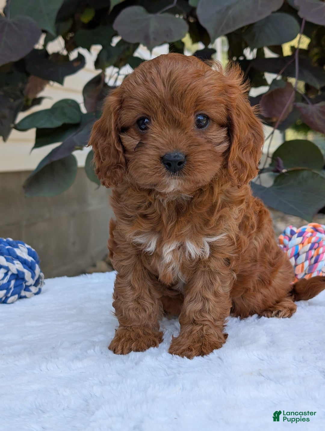 Cavapoo dogs for sale: Darla - Image 4
