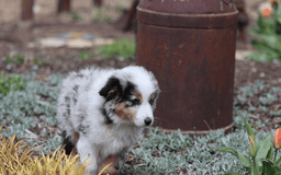 Miniature Australian Shepherd dogs for sale: Washington - Image 5