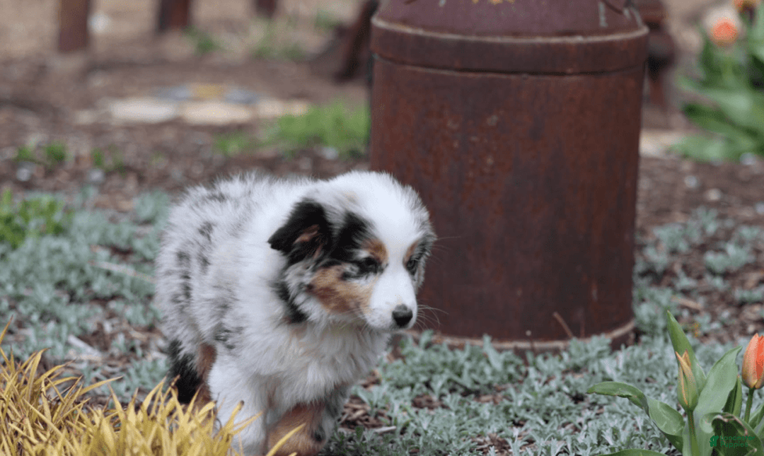 Miniature Australian Shepherd dogs for sale: Washington - Image 5