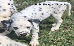 Dalmatian dogs for sale: Peppers Black Boy - Image 2