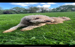Goldendoodle dogs for sale: Skye - Image 12