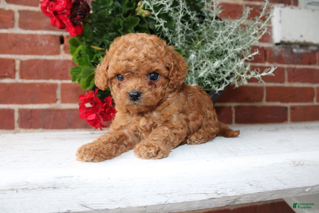 Cavapoo dogs for sale: Angie - Image 2