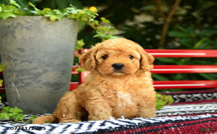 Mini Goldendoodle dogs for sale - Ad 2