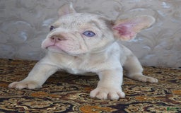 French Bulldog dogs for sale: Dong - Image 6