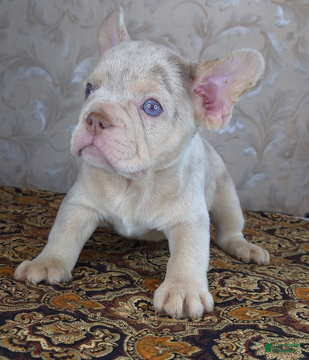 French Bulldog dogs for sale: Dong - Image 6