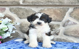 Goldendoodle dogs for sale: Salty - Image 4