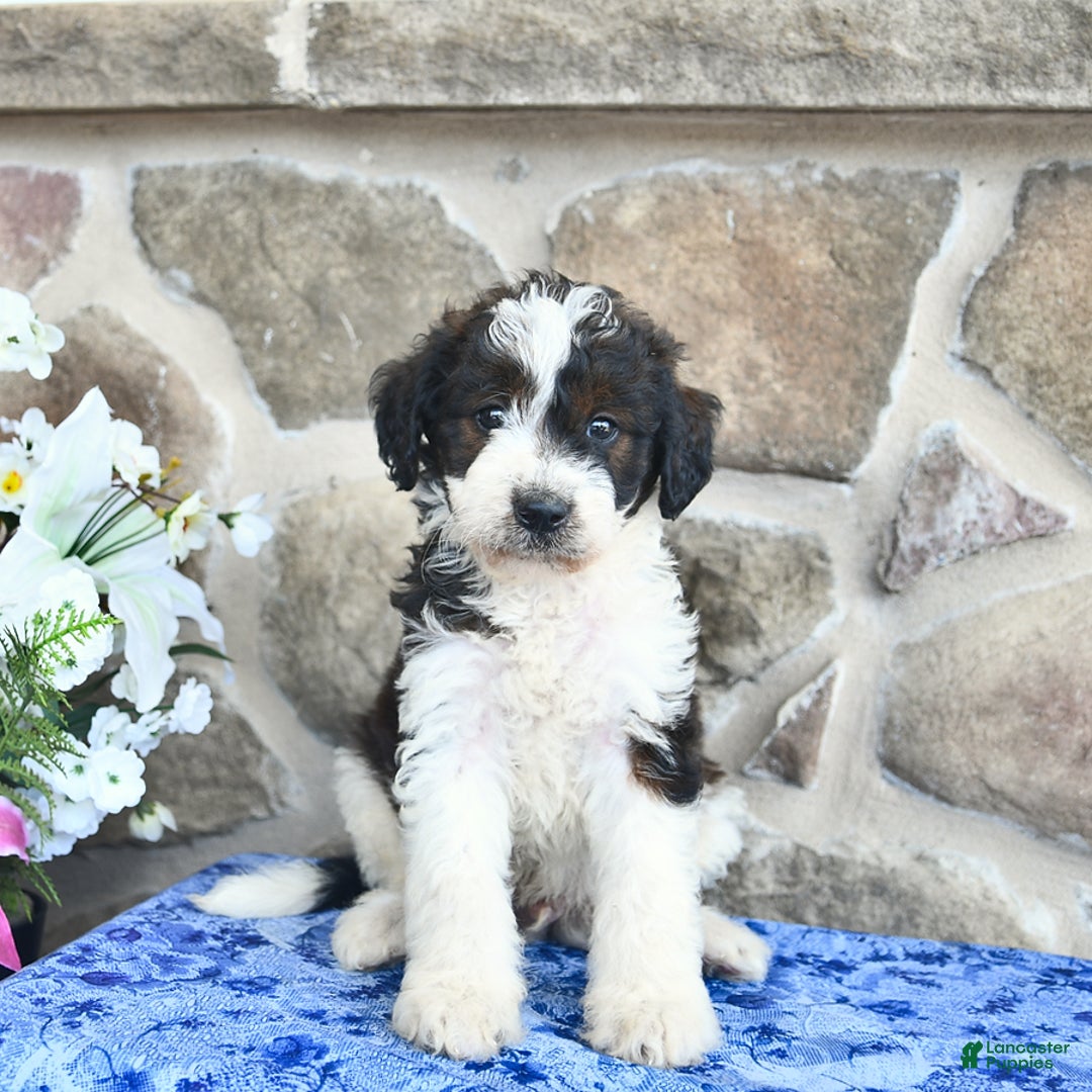 Goldendoodle dogs for sale: Salty - Image 4