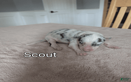 Border Collie dogs for sale: Scout - Image 1