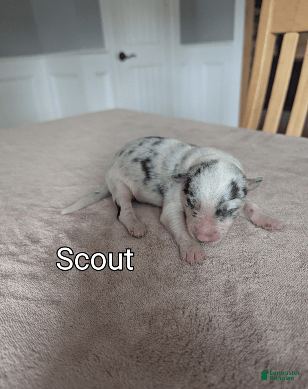 Border Collie dogs for sale: Scout - Image 1