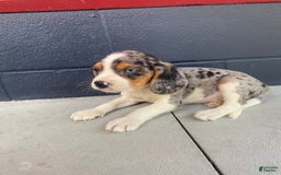 Beaglier dogs for sale: Alec - Image 9
