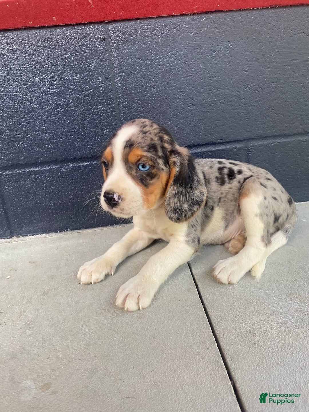 Beaglier dogs for sale: Alec - Image 9
