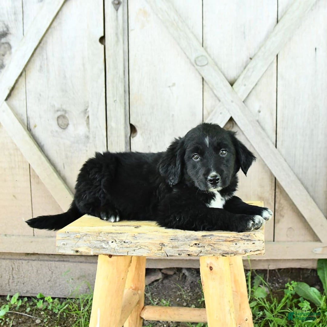Australian Shepherd dogs for sale: Brandy - Image 10