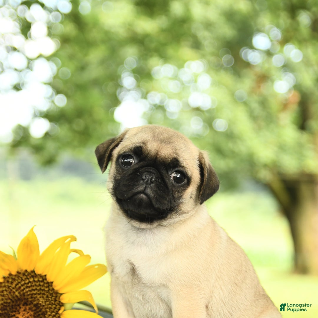 Pug dogs for sale: Ralph - Image 1