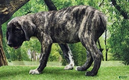 Anatolian Shepherd dogs for sale: AKC Dusty 2025 Male 1 - Image 6