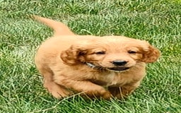 Goldendoodle dogs for sale: Rocky - Image 12