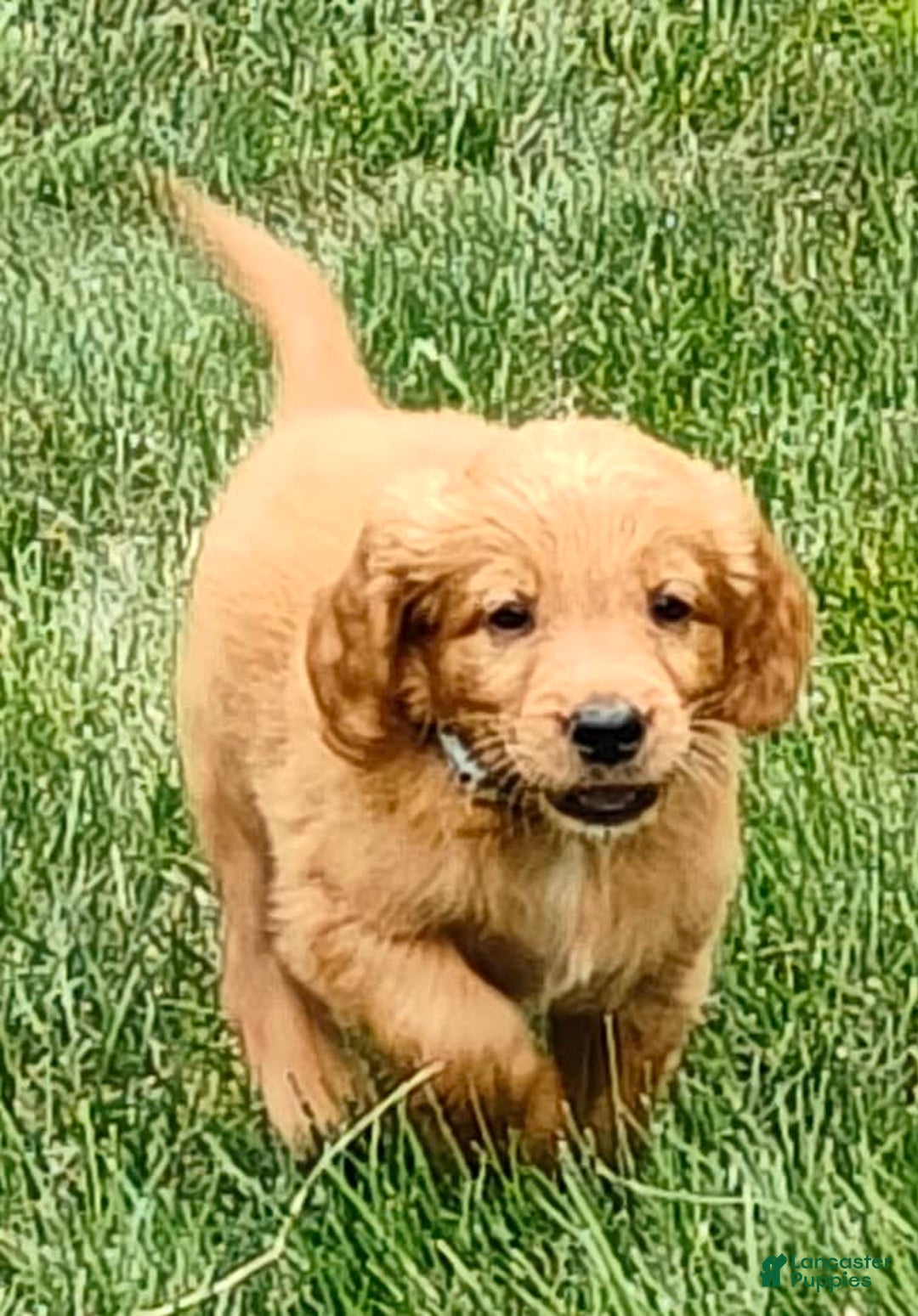 Goldendoodle dogs for sale: Rocky - Image 12