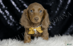 Miniature Dachshund dogs for sale: Lil Dude - Image 2