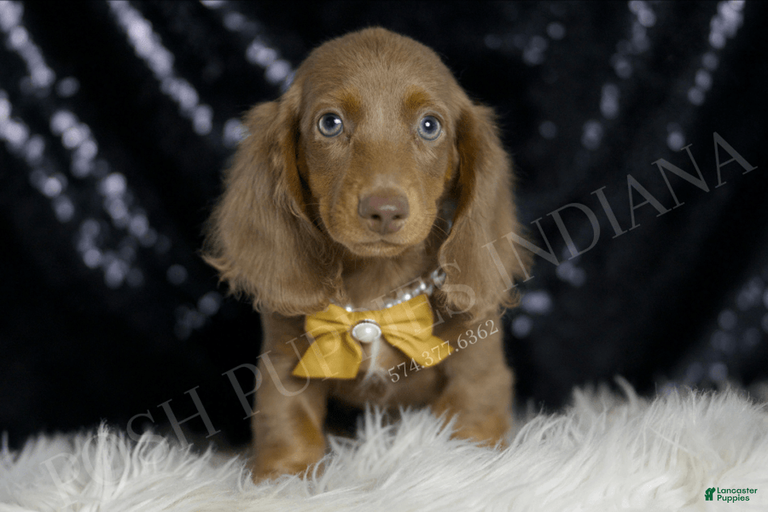 Miniature Dachshund dogs for sale: Lil Dude - Image 2