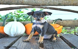 Miniature Pinscher dogs for sale: Falinda - Image 1