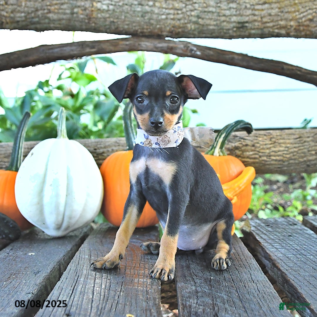 Miniature Pinscher dogs for sale: Falinda - Image 1