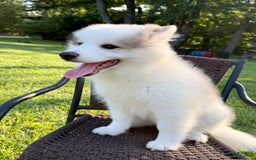 Pomsky dogs for sale: Loki - Image 2