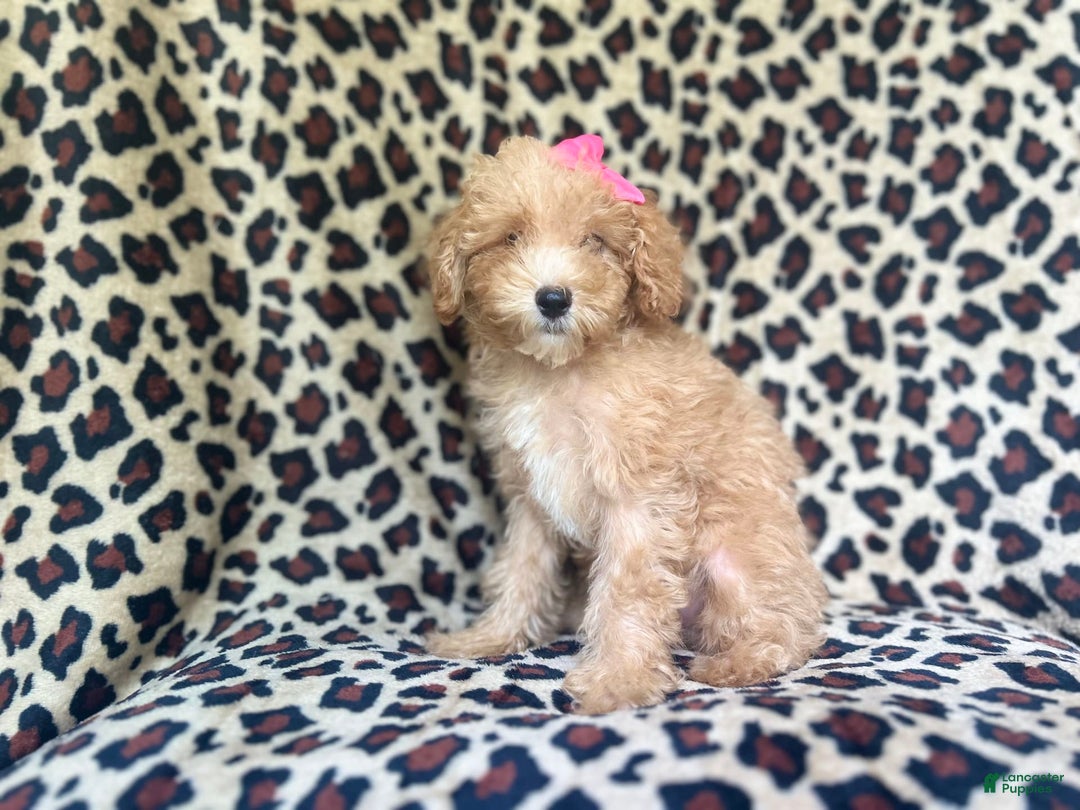 Cavapoo dogs for sale: Dutchess - Image 8