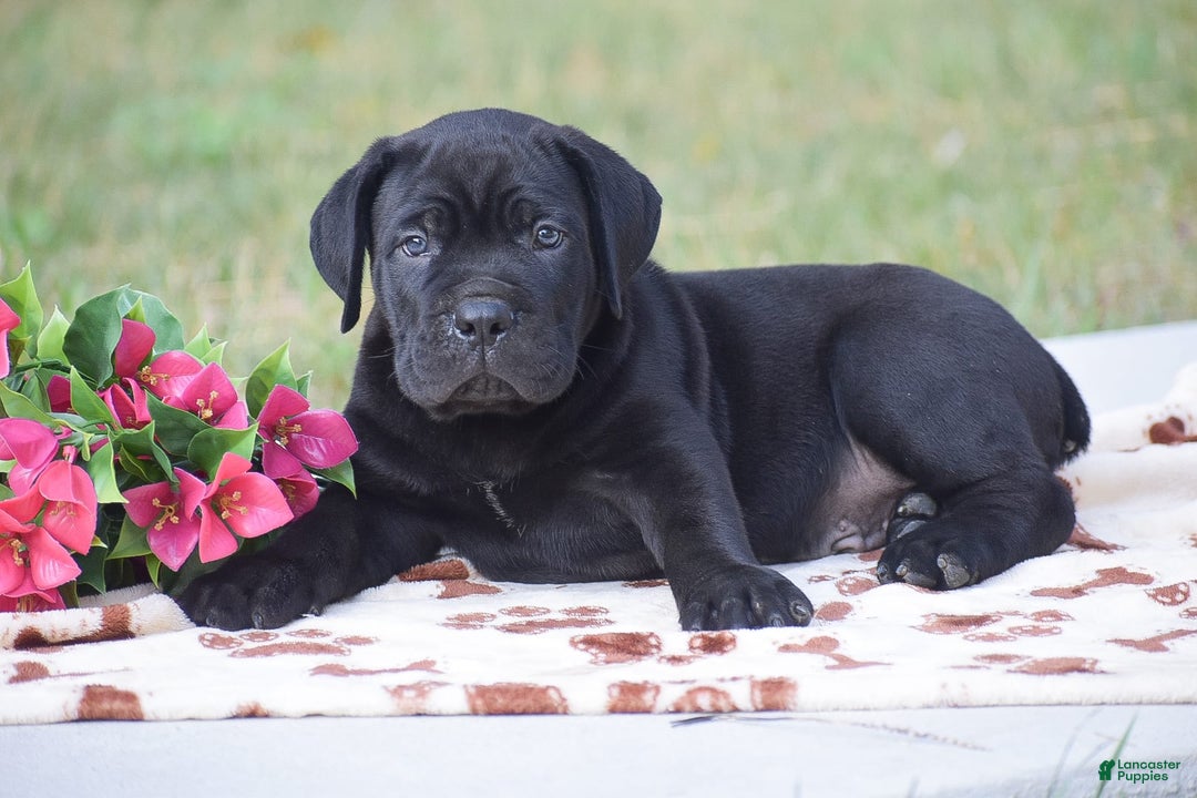 Cane Corso dogs for sale: Riley - Image 3
