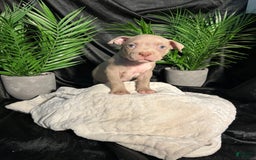 American Bully dogs for sale: Smurf - Image 11
