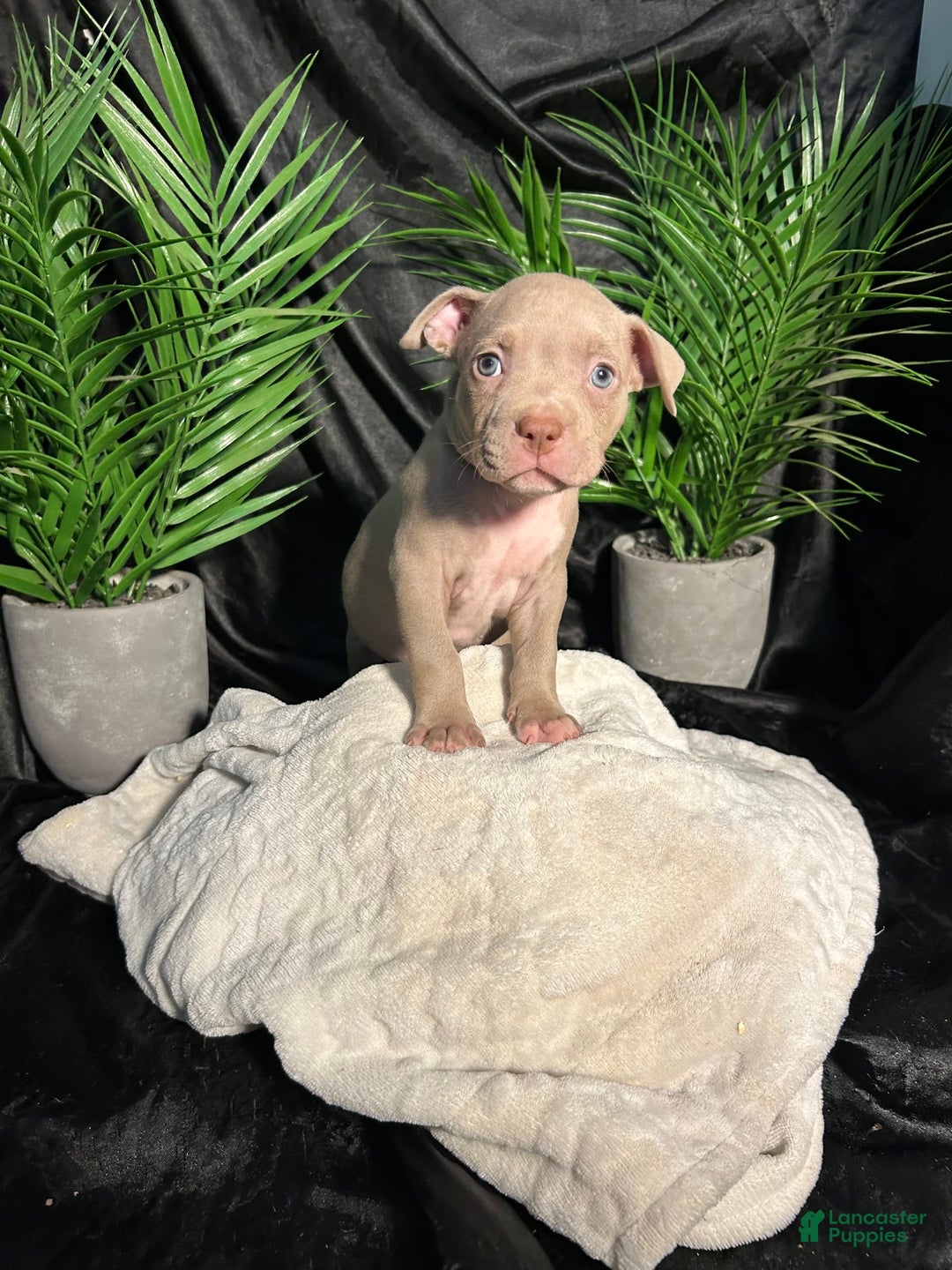American Bully dogs for sale: Smurf - Image 11