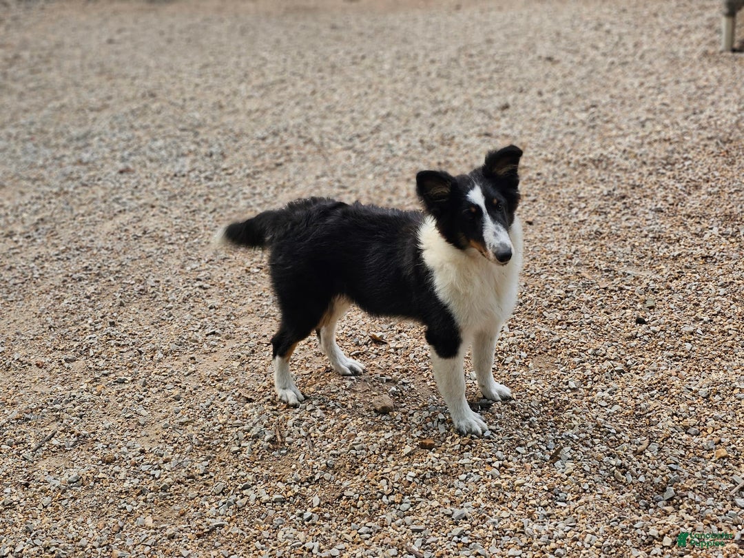 Shetland Sheepdog dogs for sale: Reese - Image 3