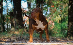 American Bully dogs for sale: Red Collar - Image 9