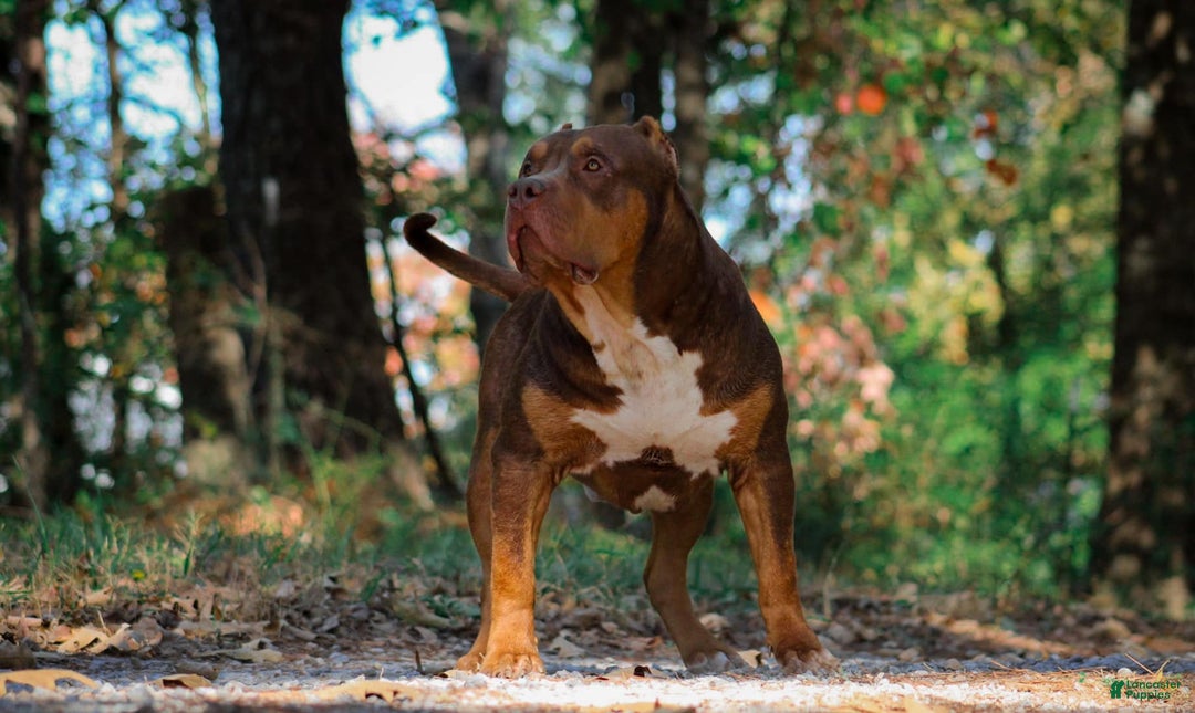 American Bully dogs for sale: Red Collar - Image 9
