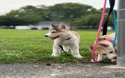 Alaskan Malamute dogs for sale: Sanji - Image 11