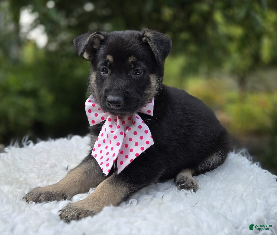German Shepherd dogs for sale: Teresa - Image 4