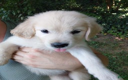 Golden Retriever dogs for sale: Pixie - Image 5