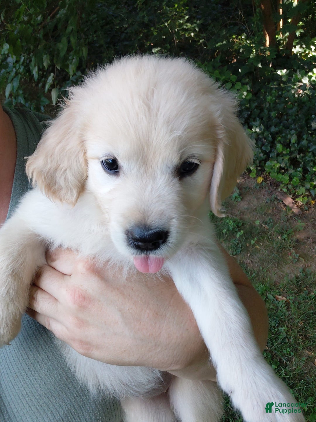 Golden Retriever dogs for sale: Pixie - Image 5