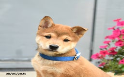 Shiba Inu dogs for sale: Ray - Image 4