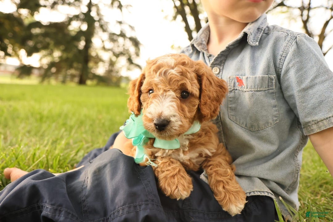 Mini Goldendoodle dogs for sale: Jasmine - Image 6